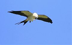 Swallow-tailed Kite